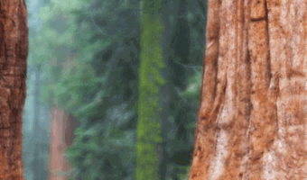 redwoodgroup.com